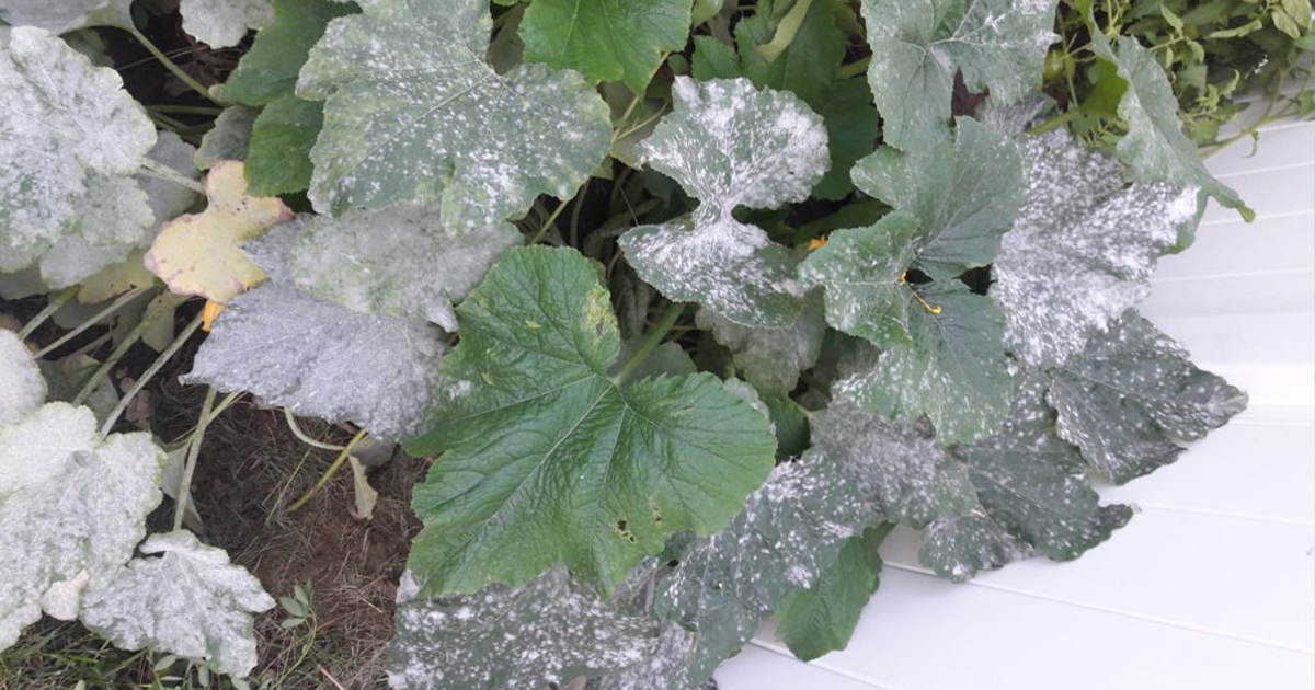 Mildew in My Garden!