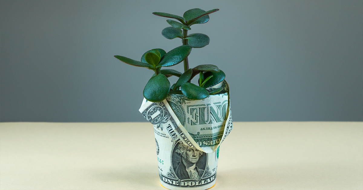 Green potted plant wrapped in dollar bills.