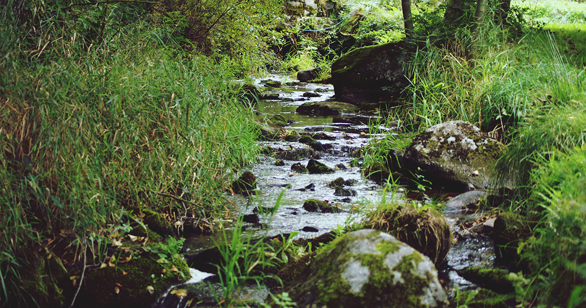 A Day In The Life: Korean Forest Healing Instructor