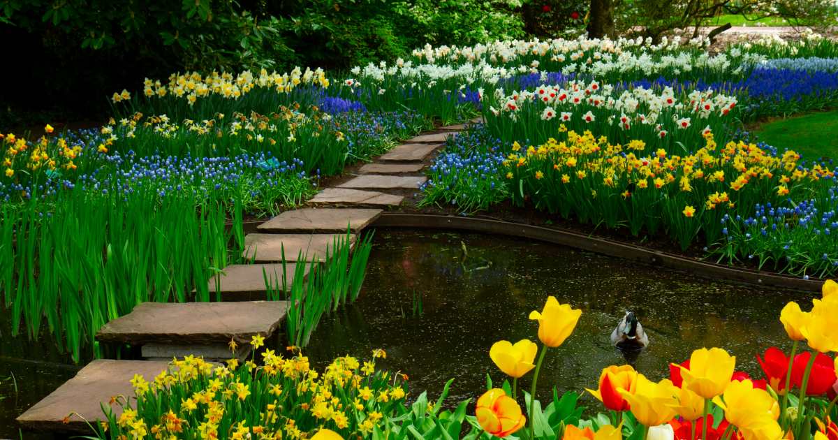 Colorful fresh tulips, flowerbeds and stone path steps in a spring garden.