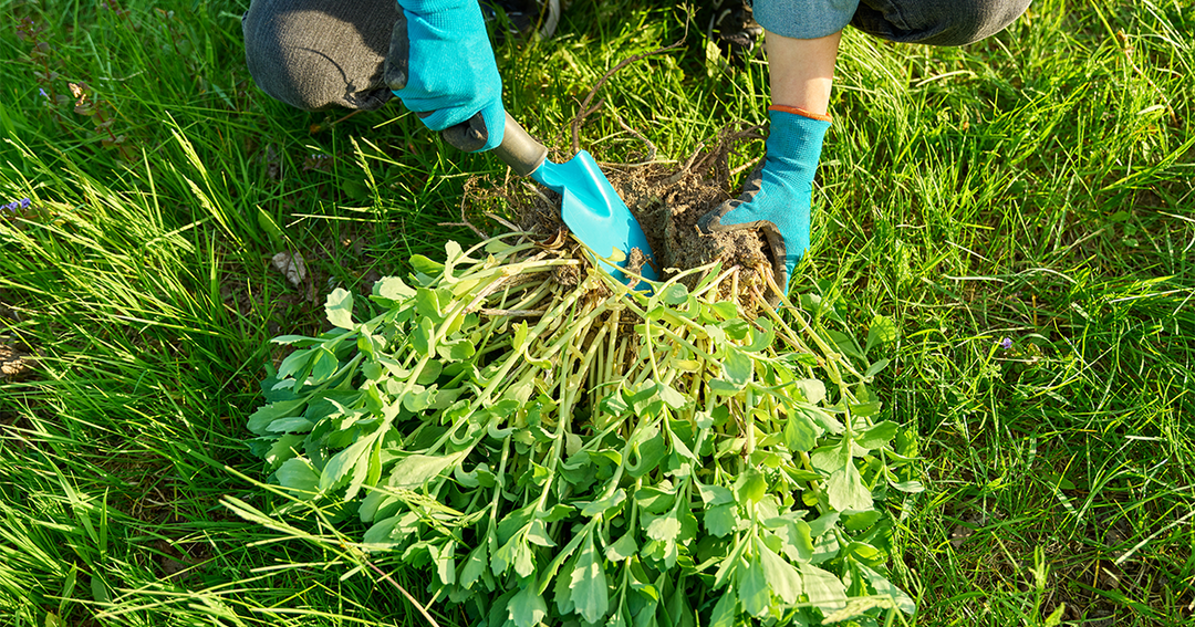 Controlling Weeds in Your Lawn