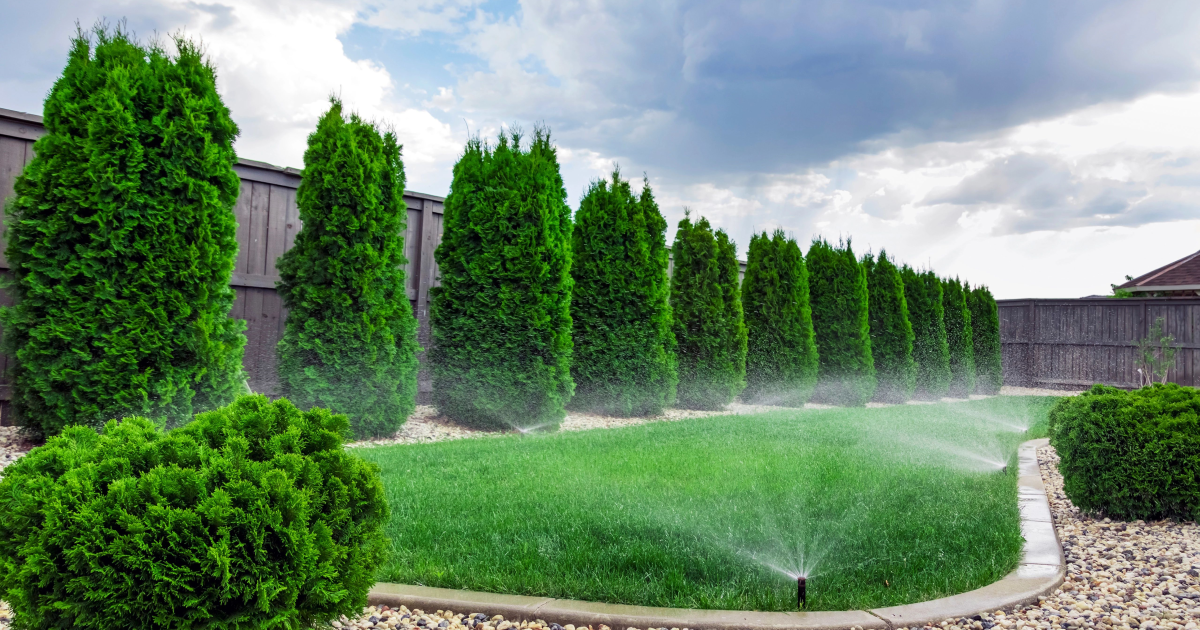 Sprinklers watering grass. 