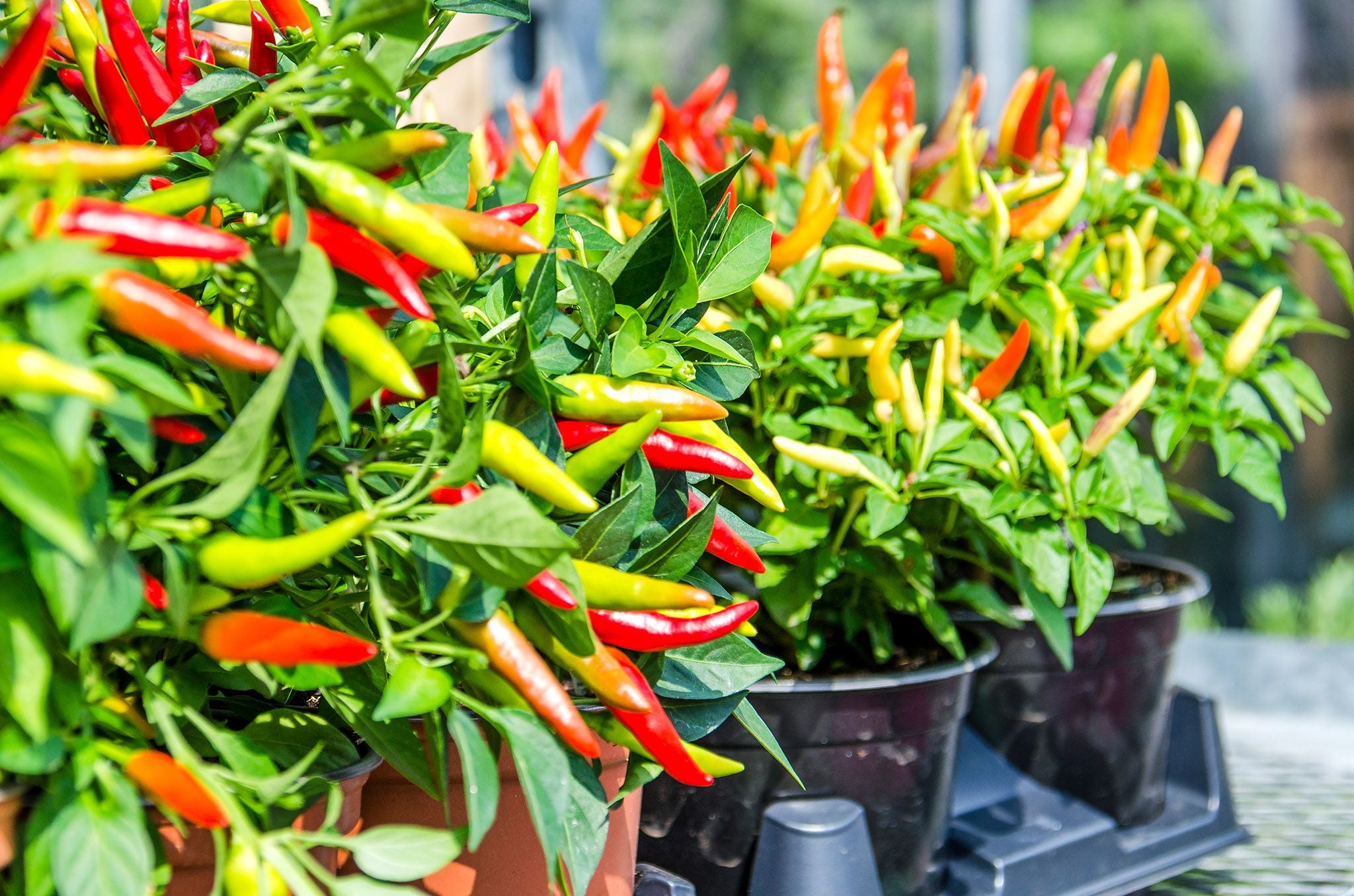 Garden Boxes